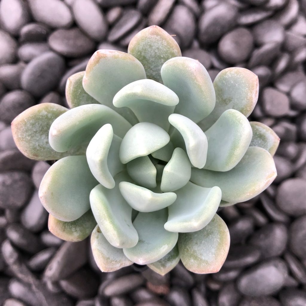 Echeveria-Nova-March-