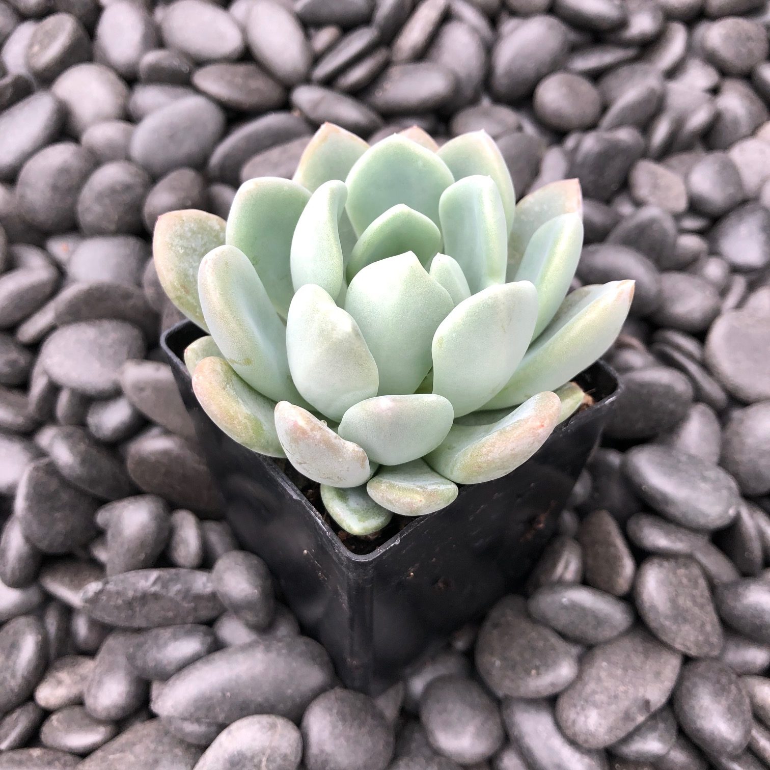 Echeveria 'Nova' (2" Pot) - Image 2