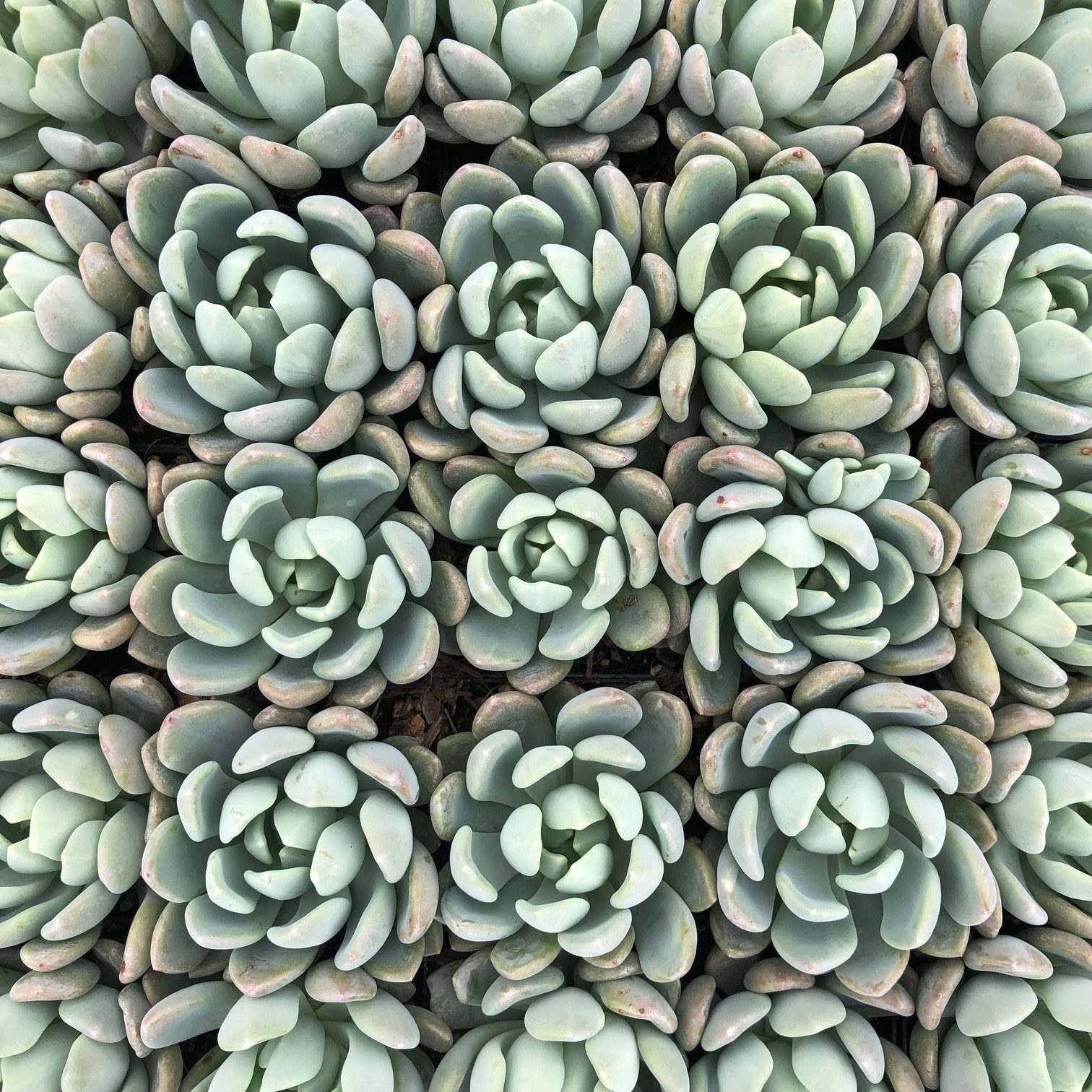 Echeveria 'Nova' (2" Pot) - Image 4