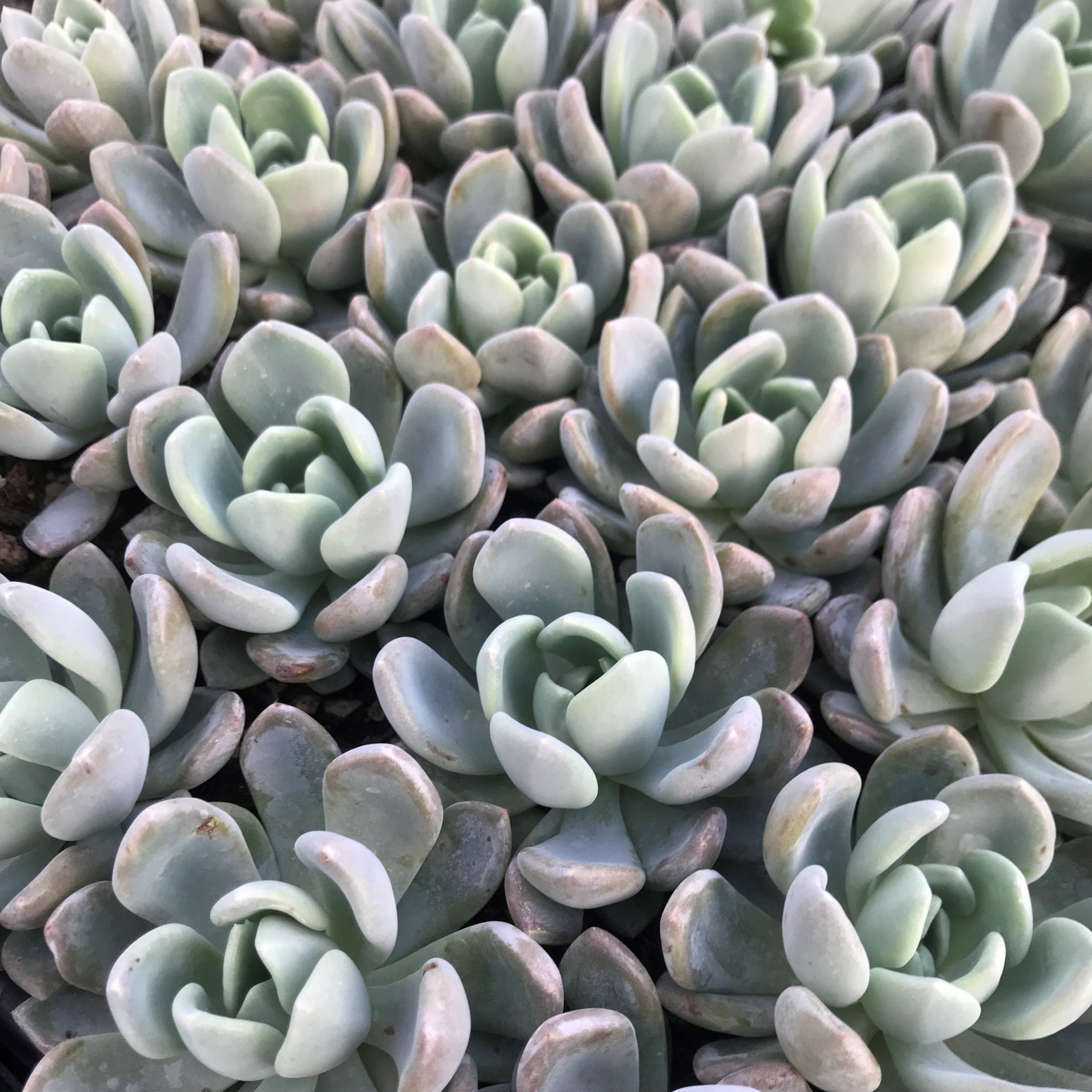 Echeveria 'Nova' (2" Pot) - Image 3