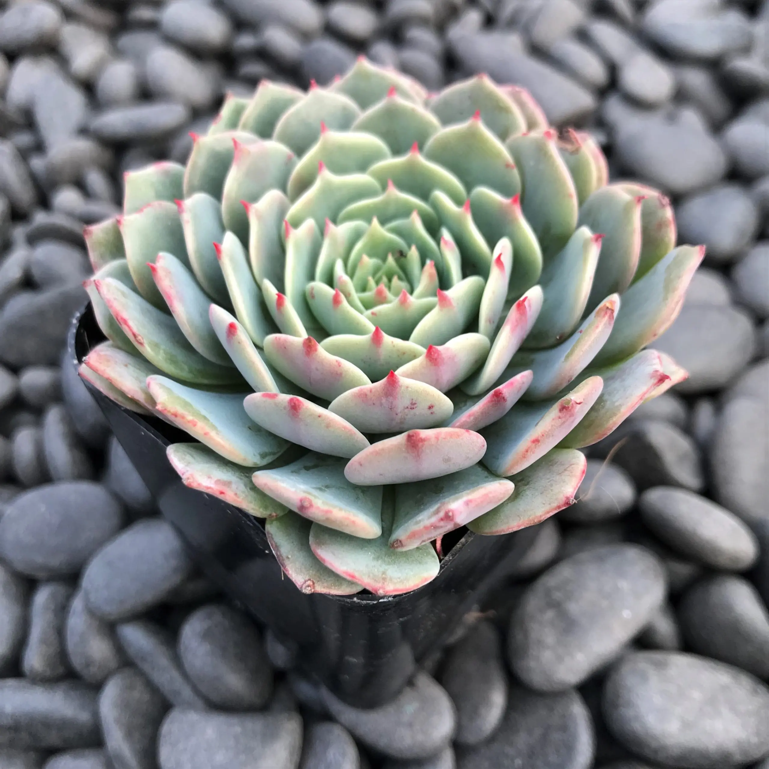 Echeveria chihuahuaensis (2