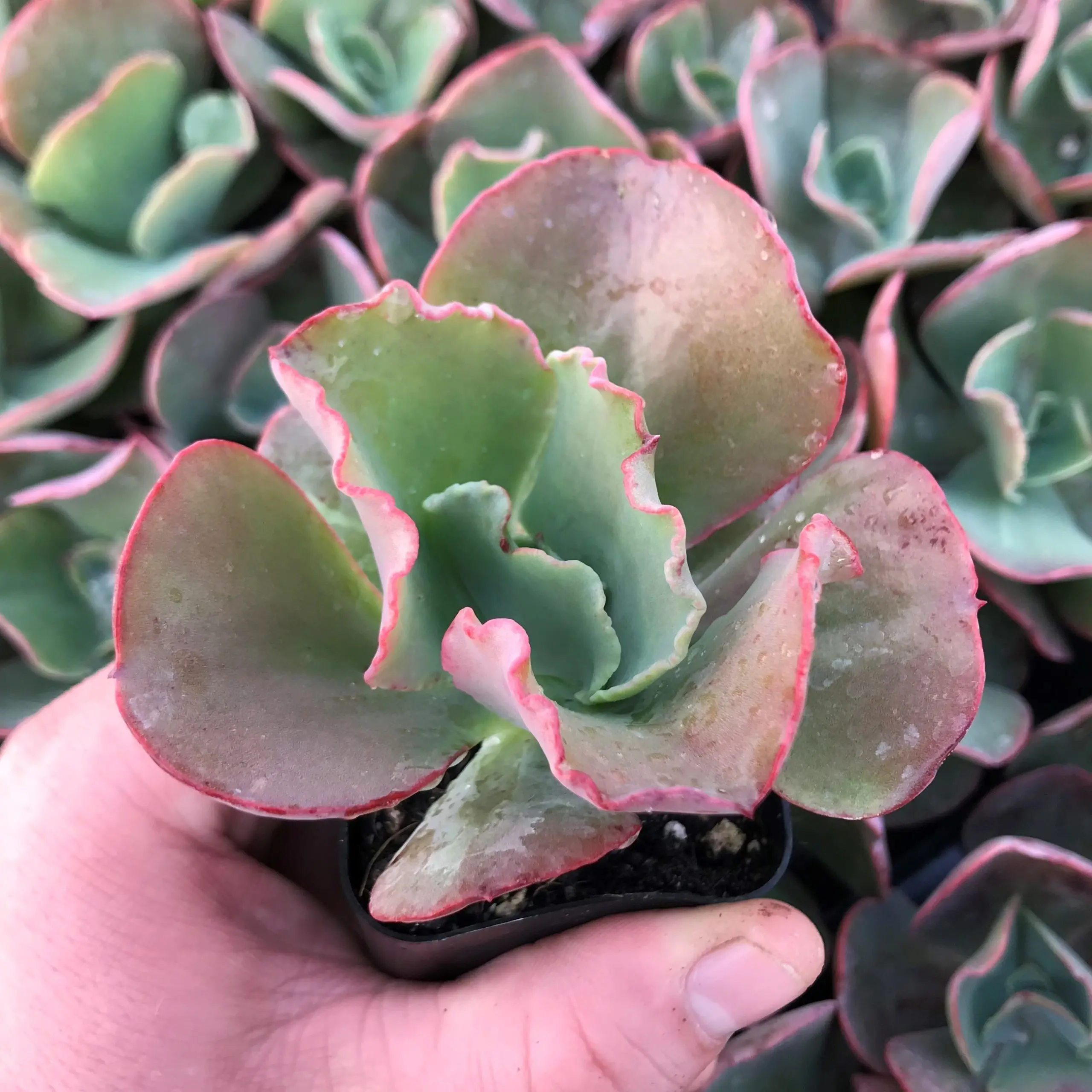 Echeveria gibbiflora (2