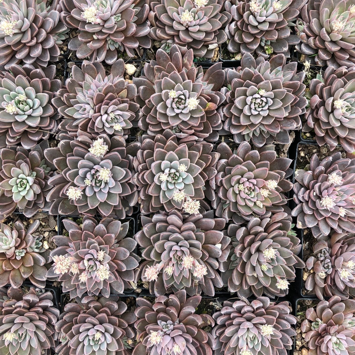 Echeveria rusbyi - Leatherpetal (2" Pot) - Image 8