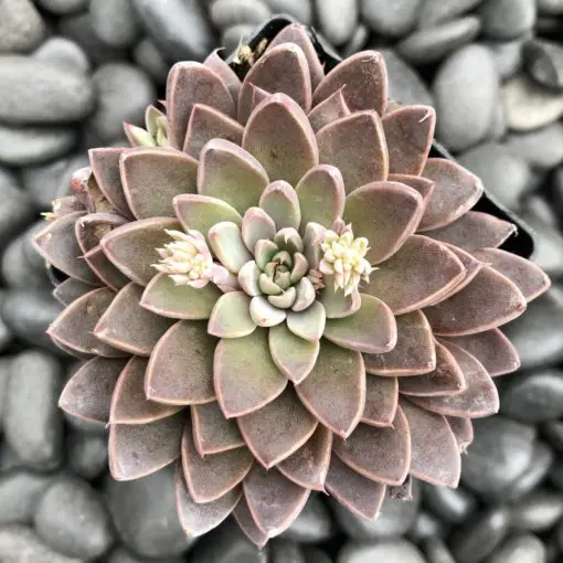 Echeveria rusbyi - Leatherpetal (2