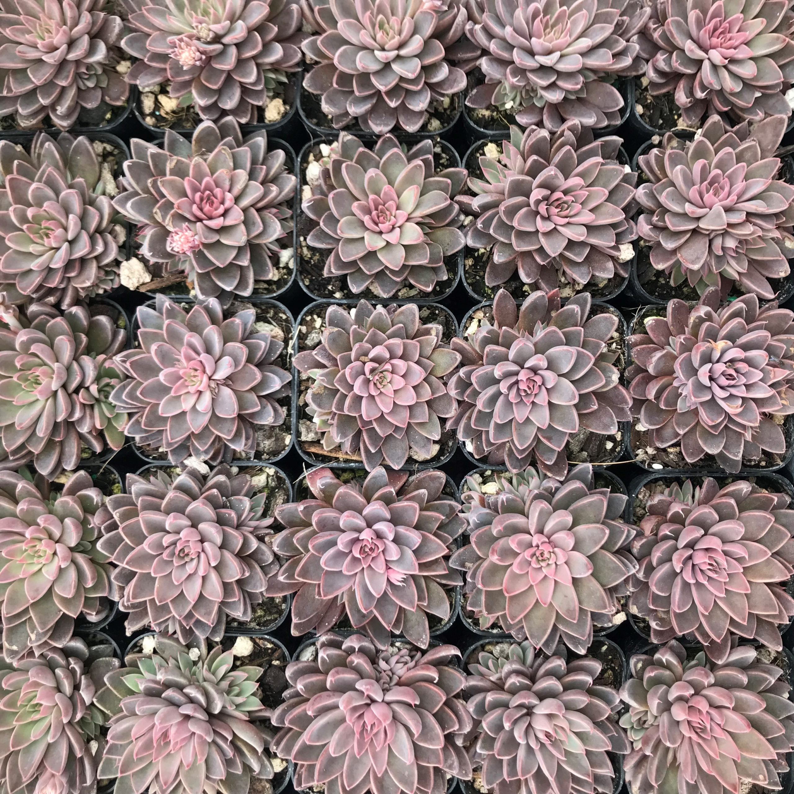 Echeveria rusbyi - Leatherpetal (2" Pot) - Image 7