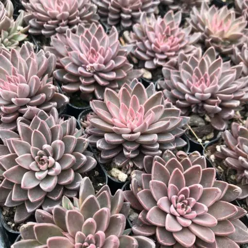 Echeveria rusbyi - Leatherpetal (2