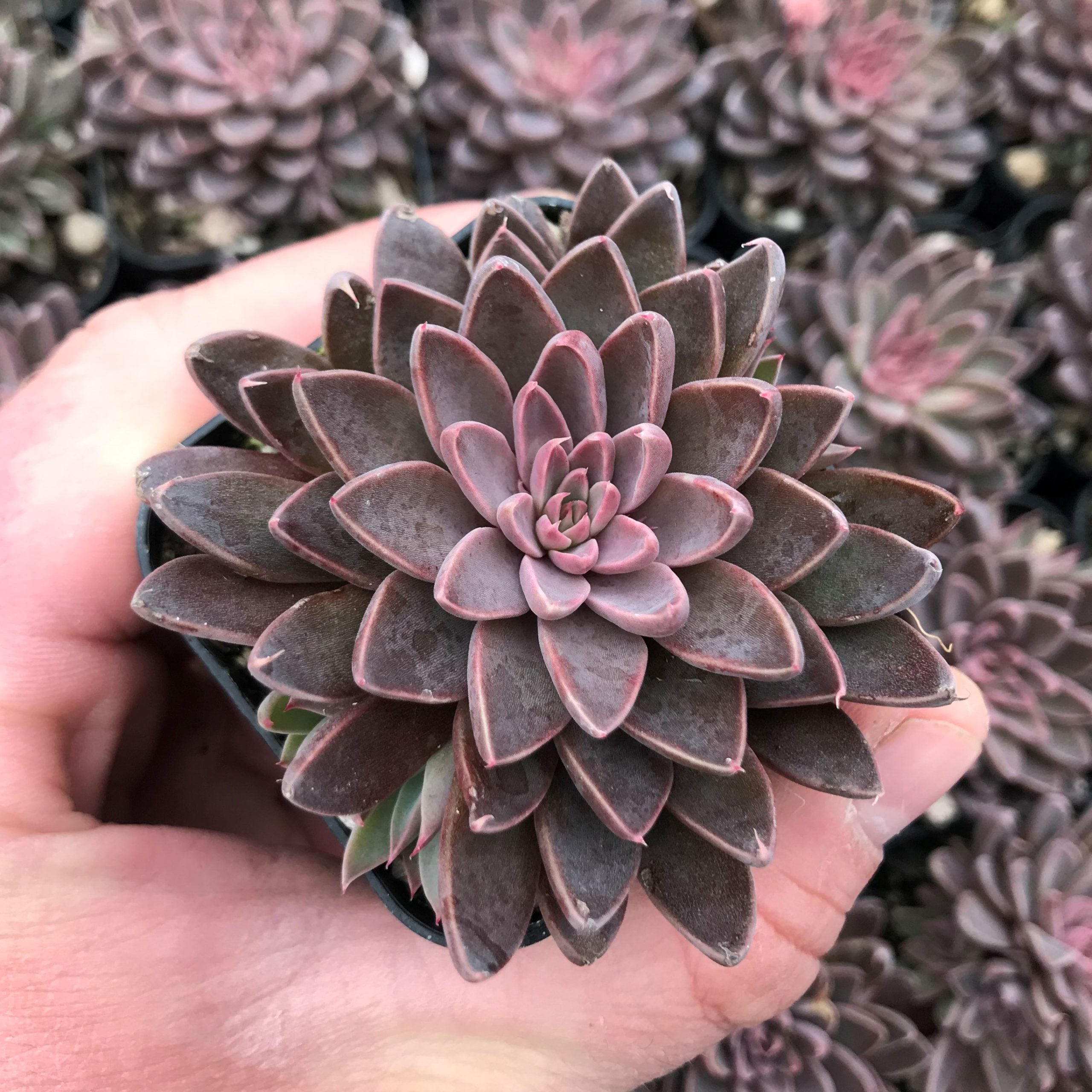 Echeveria rusbyi - Leatherpetal (2