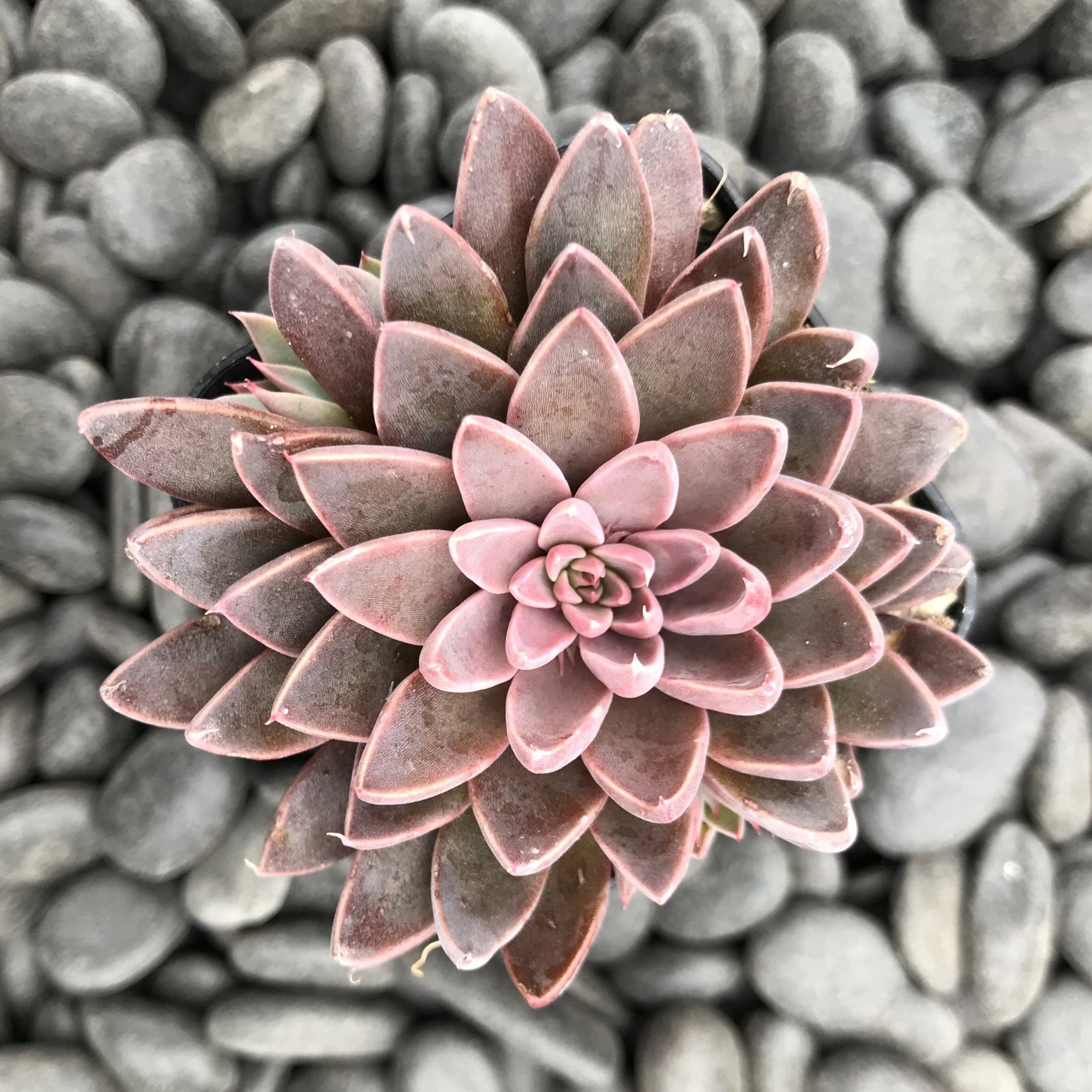 Echeveria rusbyi - Leatherpetal (2" Pot) - Image 5
