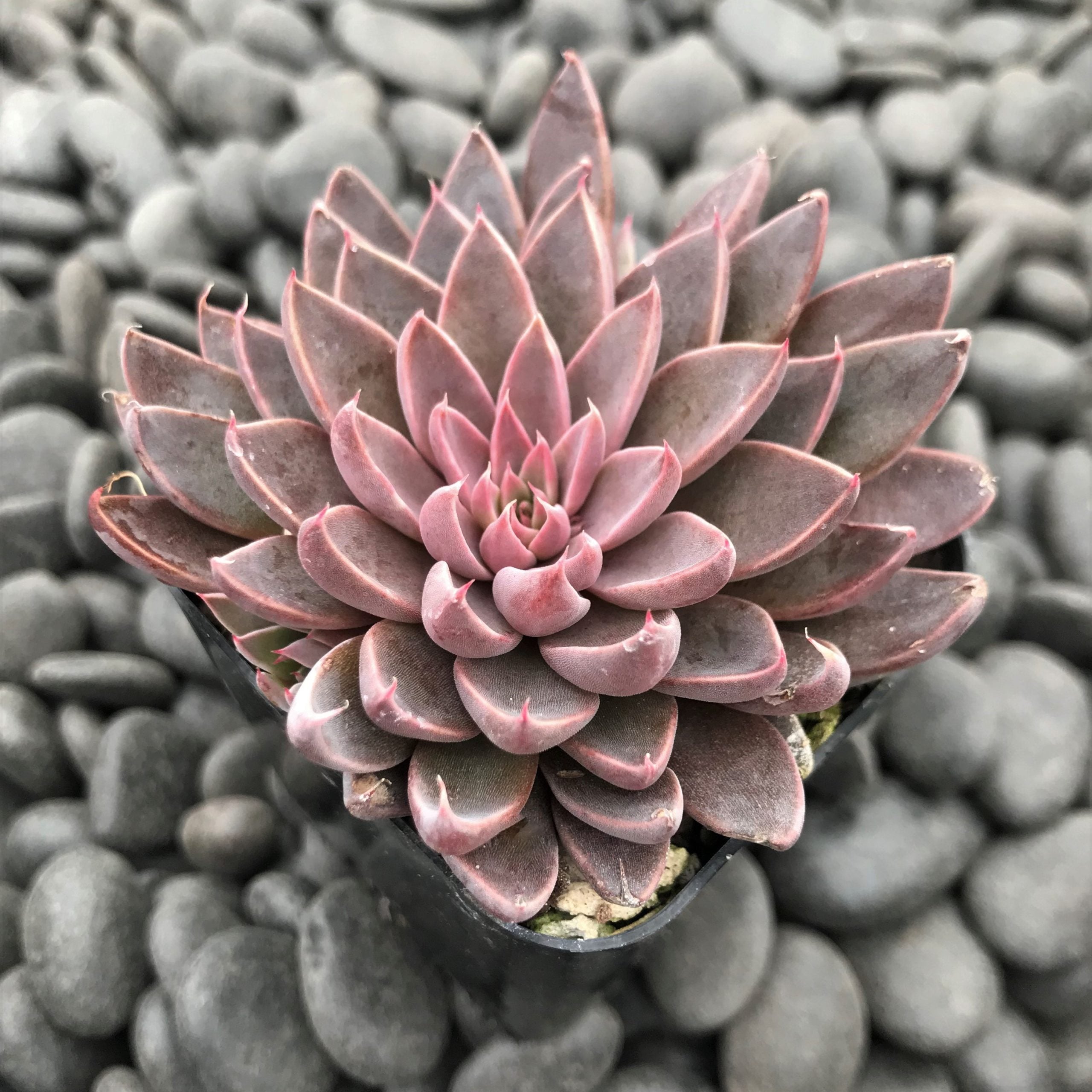 Echeveria rusbyi - Leatherpetal (2" Pot) - Image 4