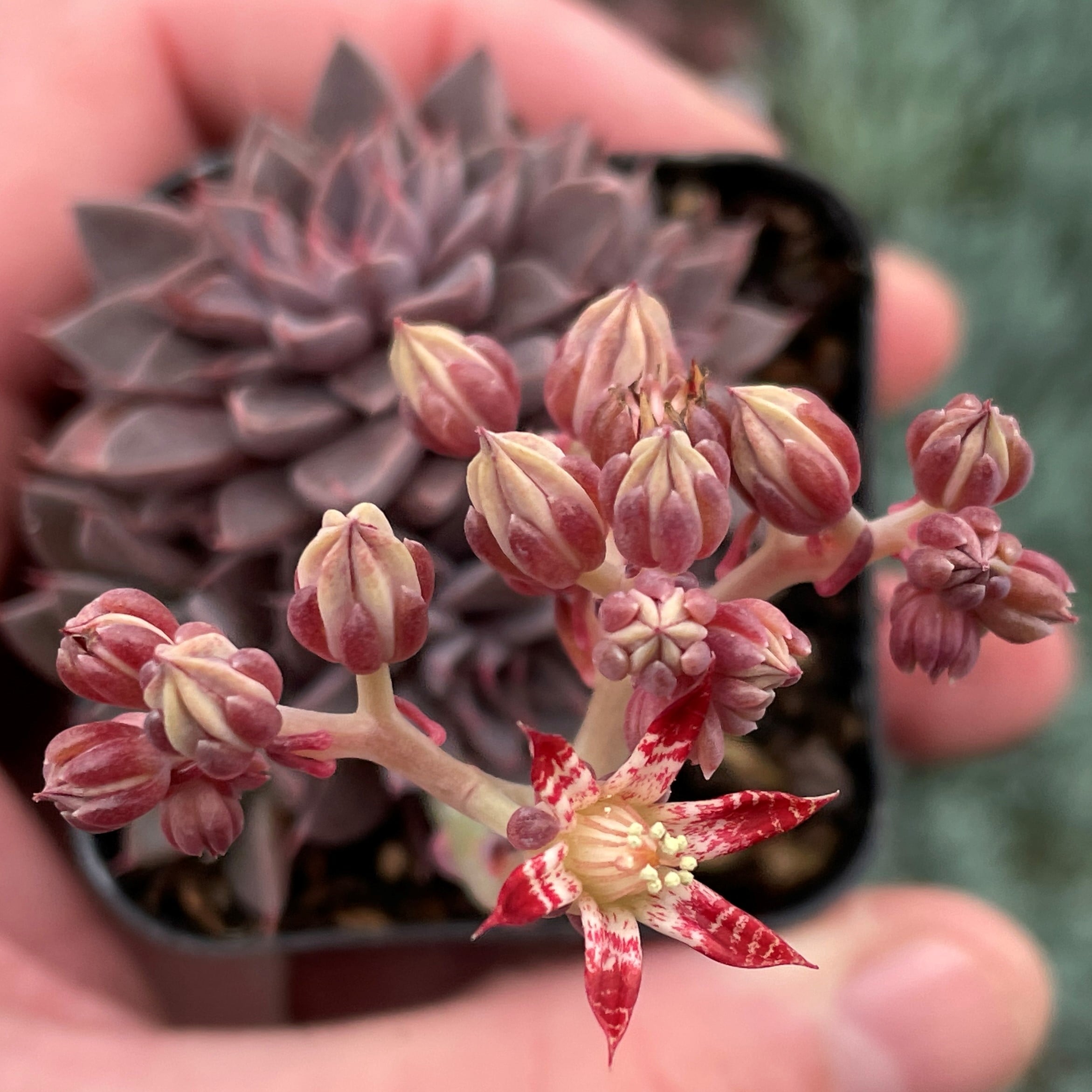 Echeveria rusbyi - Leatherpetal (2" Pot) - Image 2