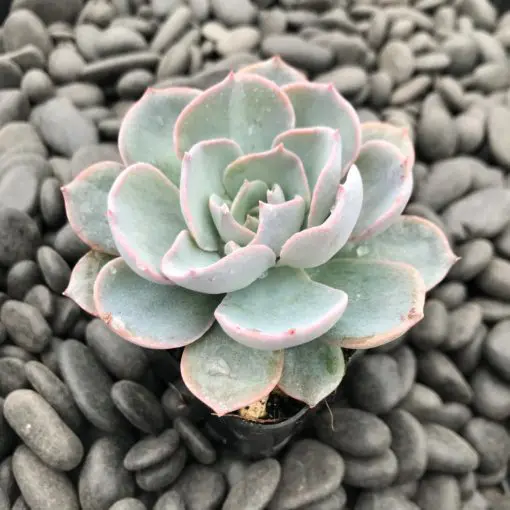 Echeveria subsessilis - Morning Beauty Succulent (2