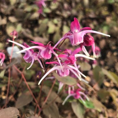Epimedium grandiflorum 'Purple Pixie' - Barrenwort USPP #13,966 (4.5" Pot)