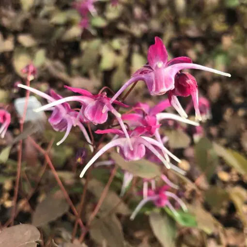 Epimedium grandiflorum 'Purple Pixie' - Barrenwort USPP #13,966 (4.5" Pot)  | Little Prince of Oregon Nursery