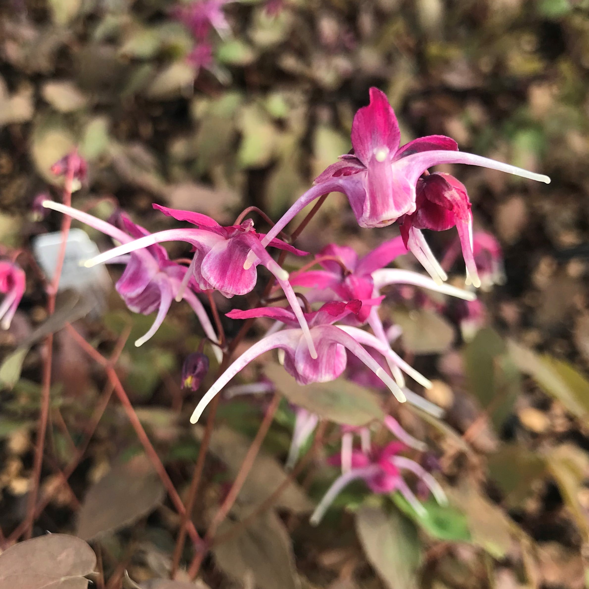 Epimedium grandiflorum 'Purple Pixie' - Barrenwort USPP #13,966 (4.5" Pot)