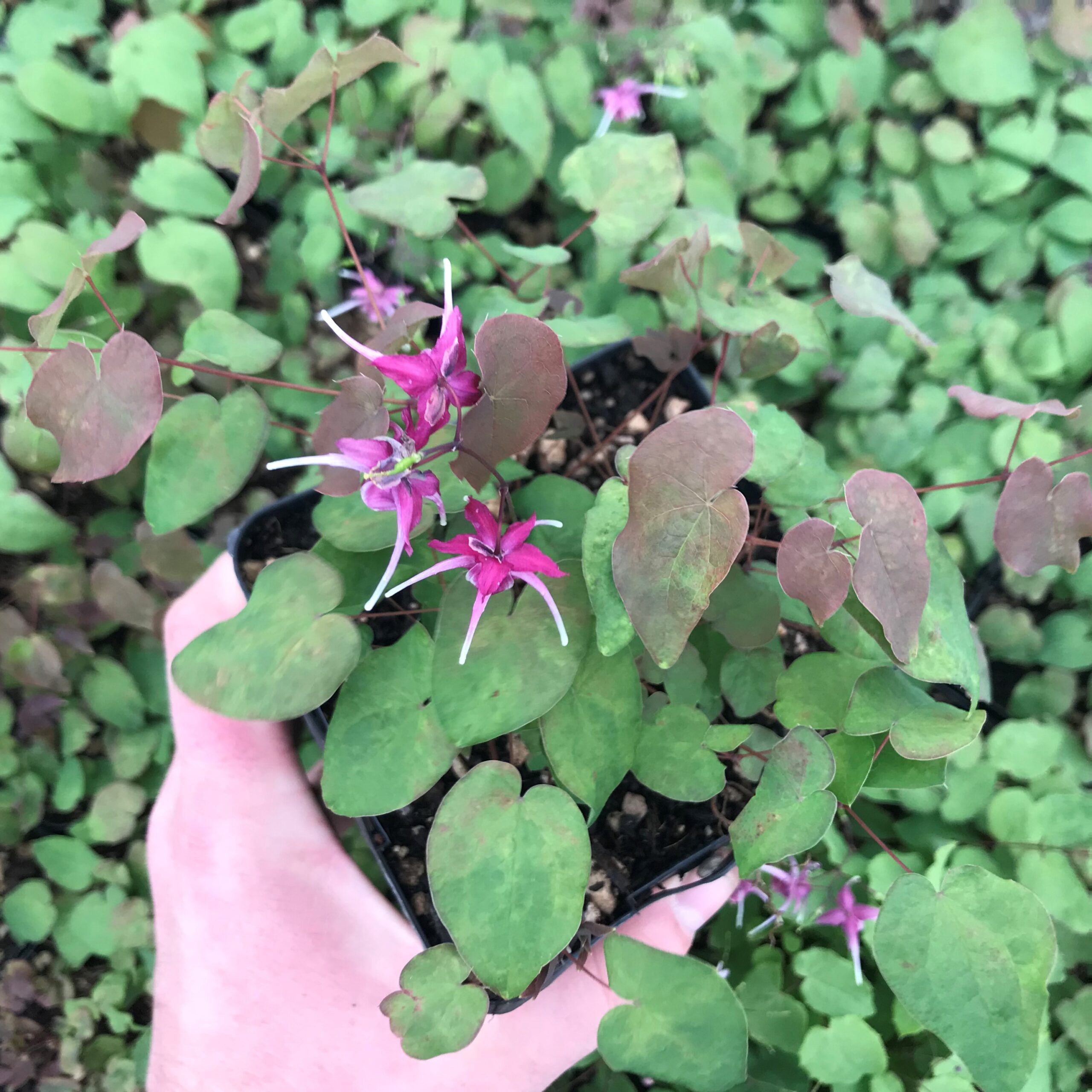 Epimedium grandiflorum 'Purple Pixie' - Barrenwort USPP #13,966 (4.5" Pot) - Image 4