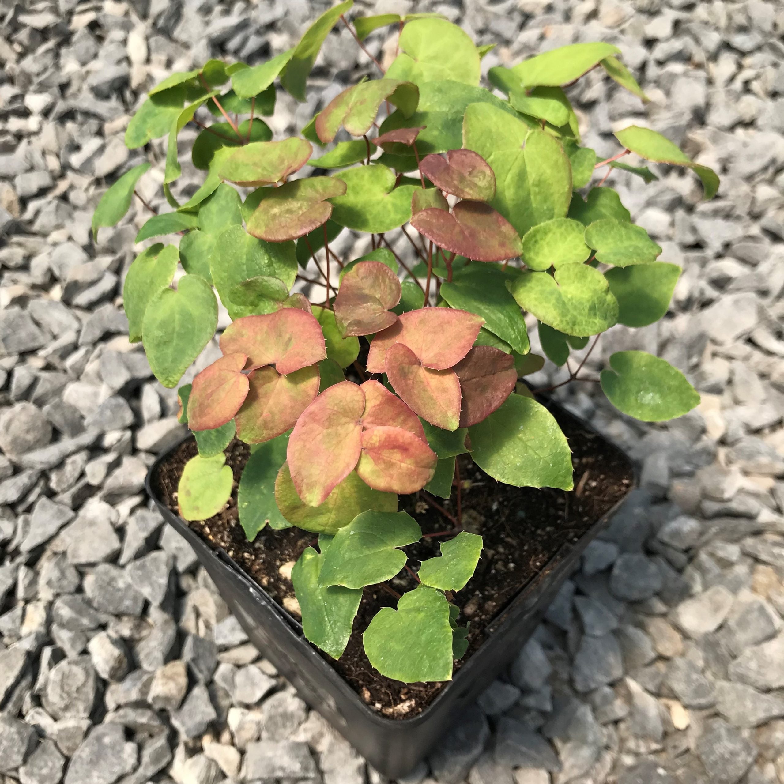 Epimedium grandiflorum 'Purple Pixie' - Barrenwort USPP #13,966 (4.5" Pot) - Image 5