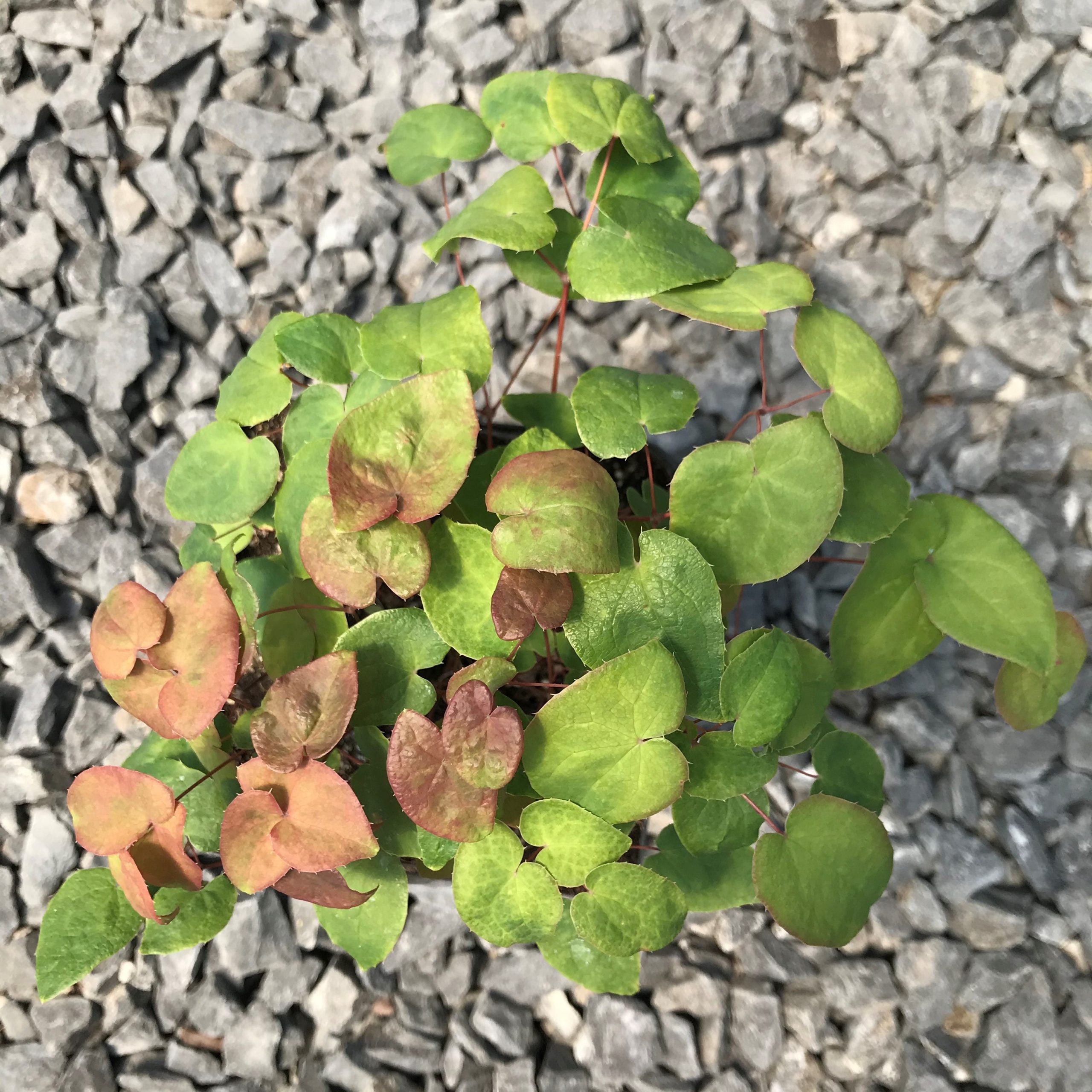 Epimedium grandiflorum 'Purple Pixie' - Barrenwort USPP #13,966 (4.5" Pot) - Image 6