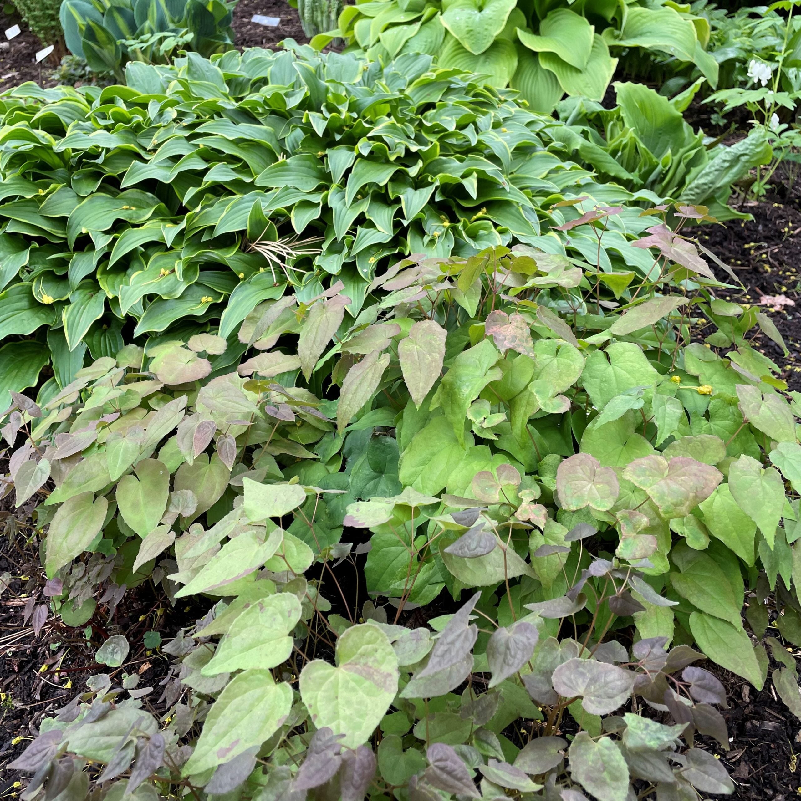 Epimedium grandiflorum 'Purple Pixie' - Barrenwort USPP #13,966 (4.5" Pot) - Image 2
