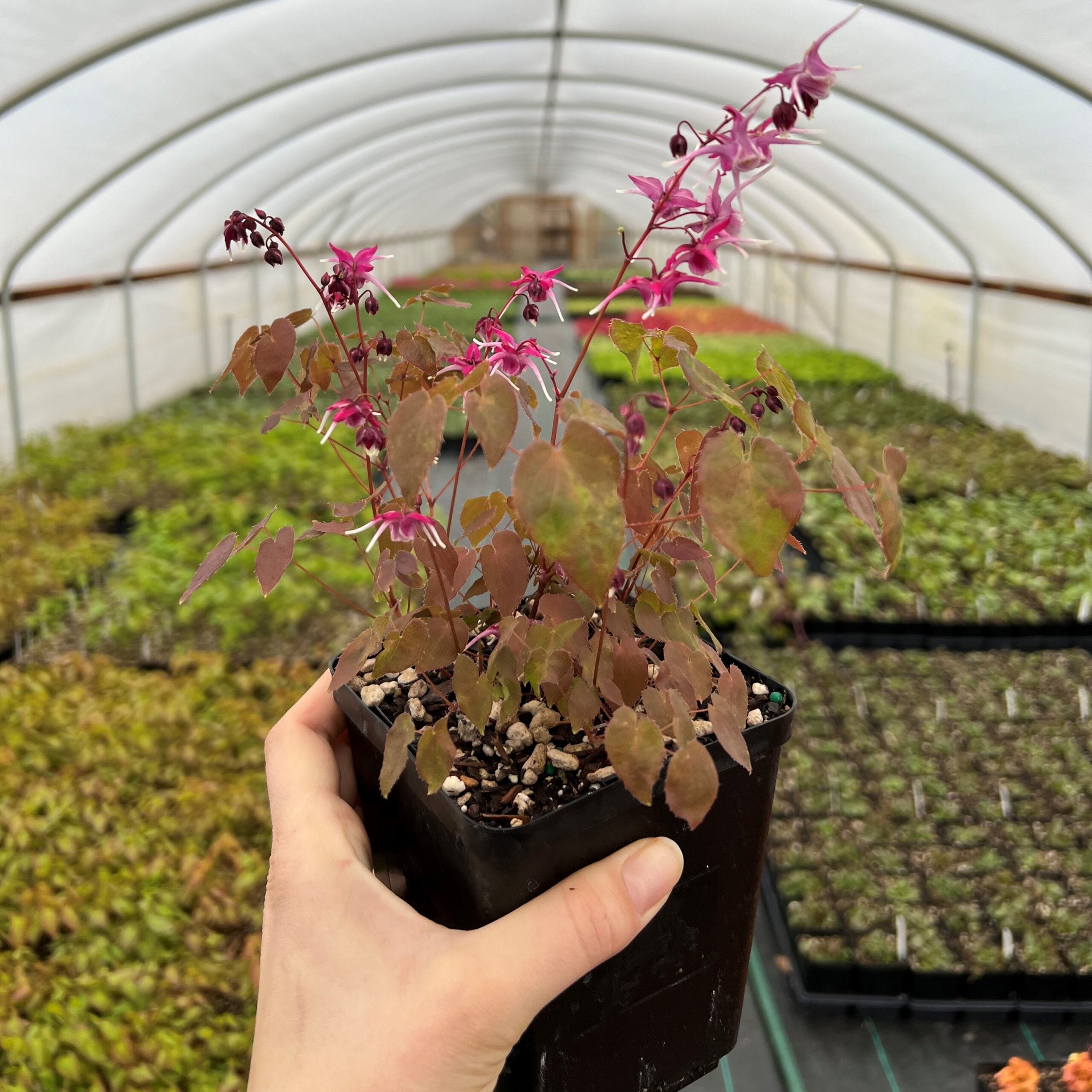 Epimedium grandiflorum 'Purple Pixie'