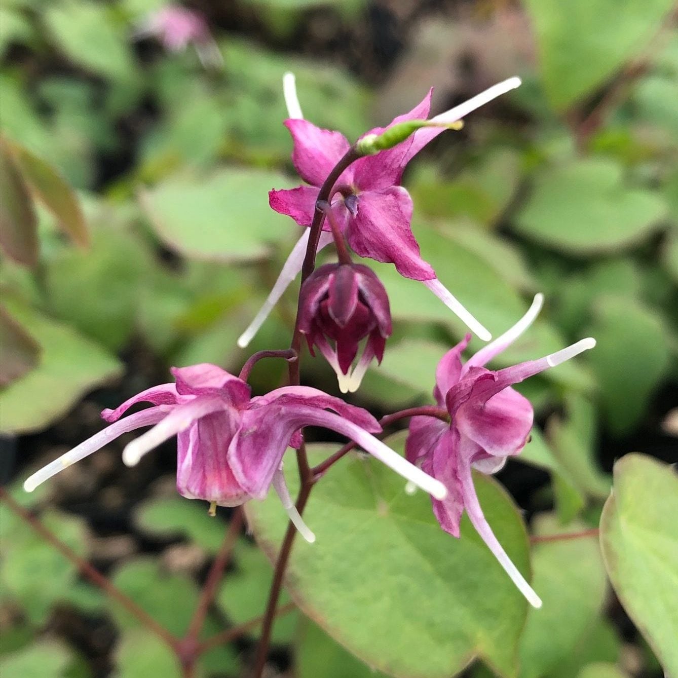 Epimedium grandiflorum 'Purple Pixie' - Barrenwort USPP #13,966 (4.5" Pot) - Image 3