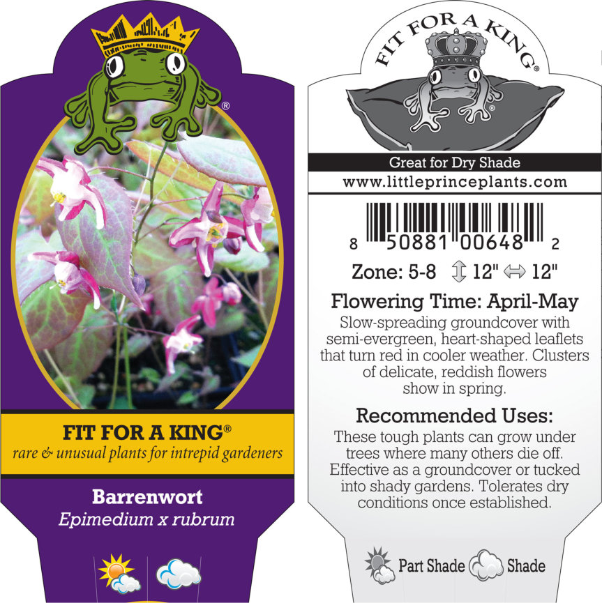 Epimedium x rubrum - Barrenwort (4.5" Pot) - Image 10