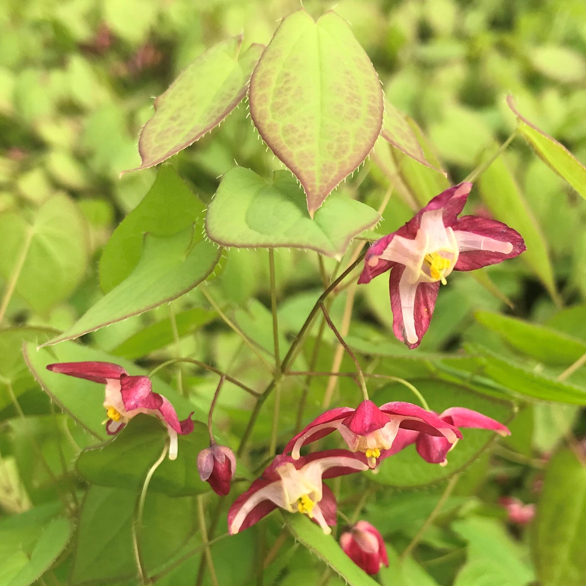 Epimedium x rubrum - Barrenwort (4.5" Pot)