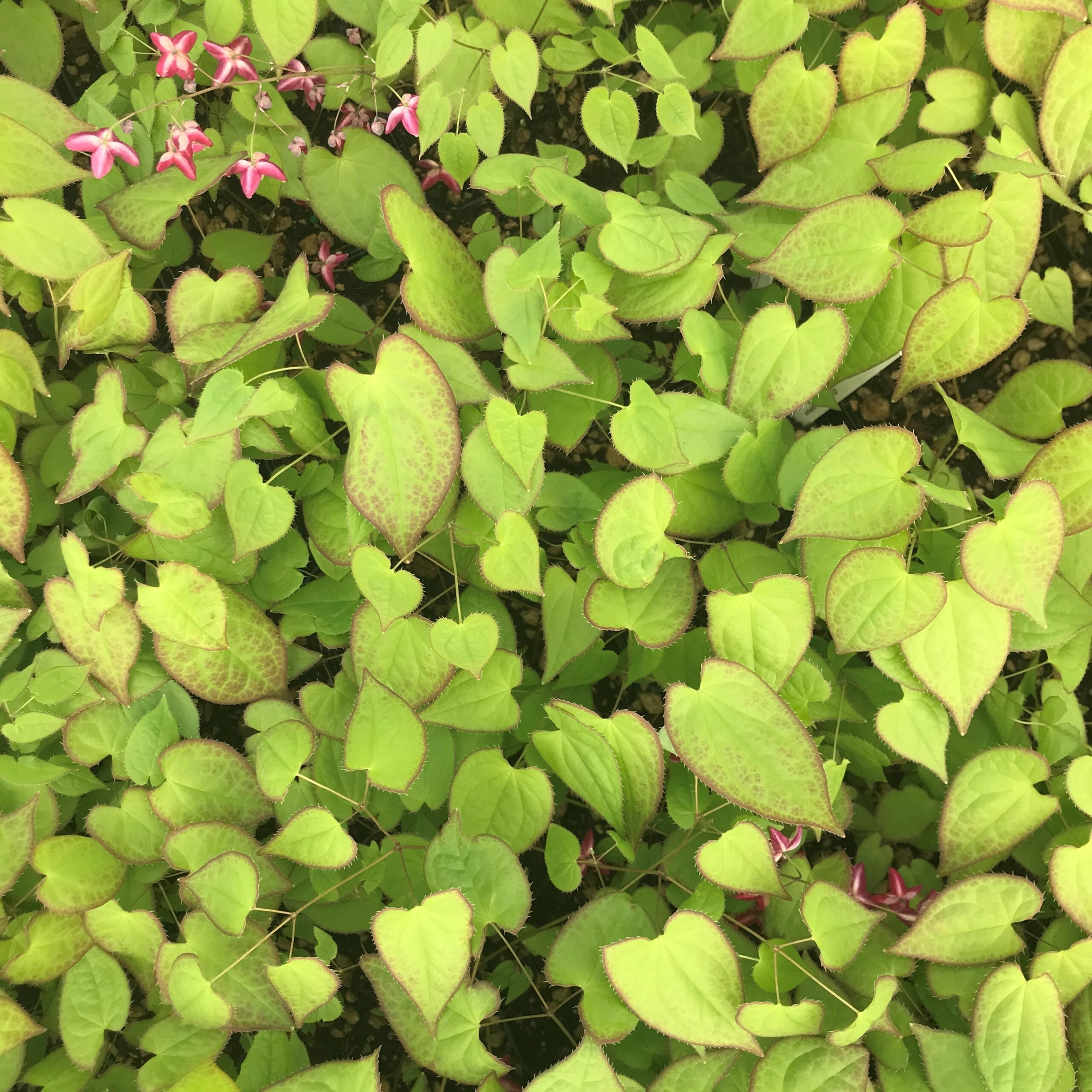 Epimedium x rubrum - Barrenwort (4.5" Pot) - Image 6