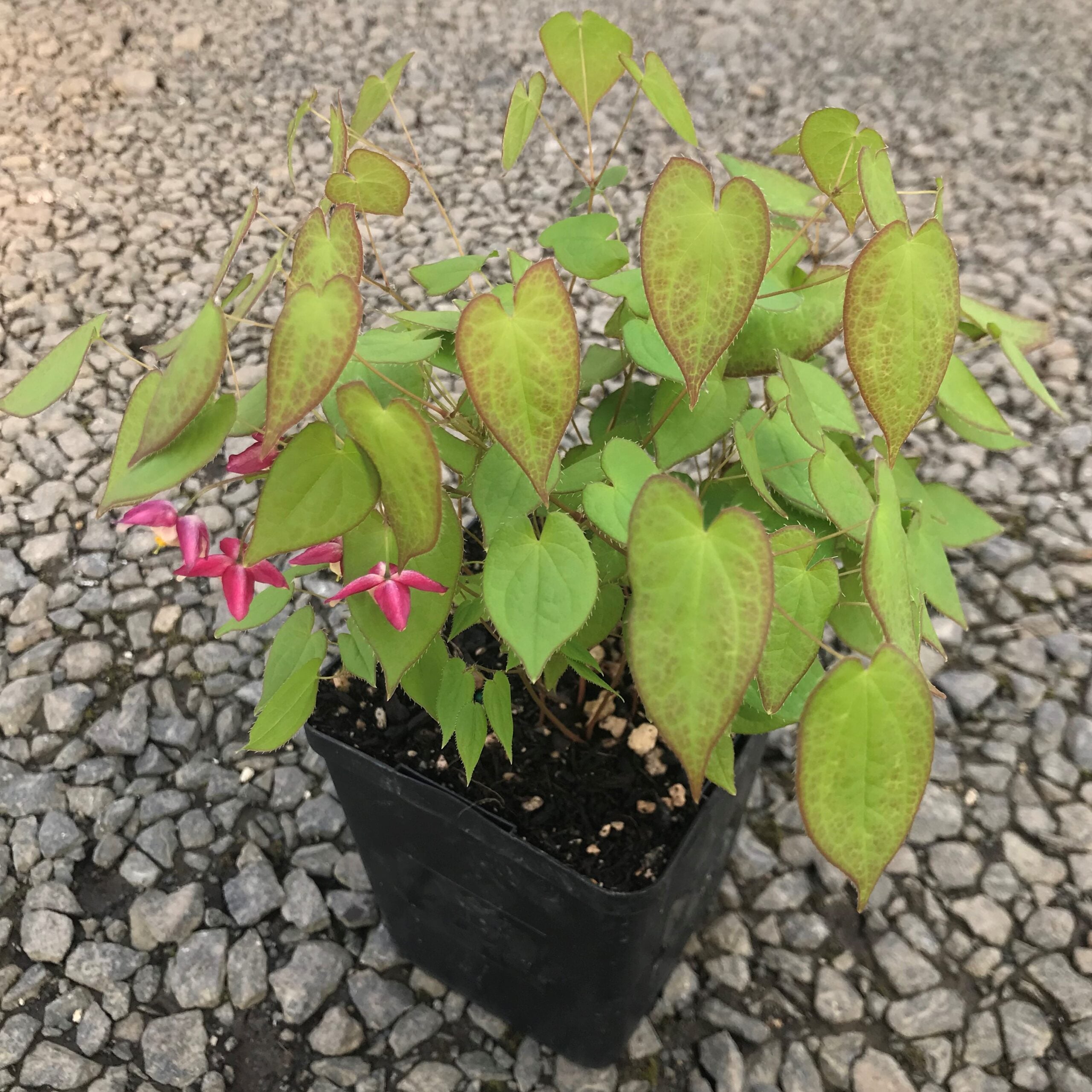 Epimedium x rubrum - Barrenwort (4.5" Pot) - Image 3