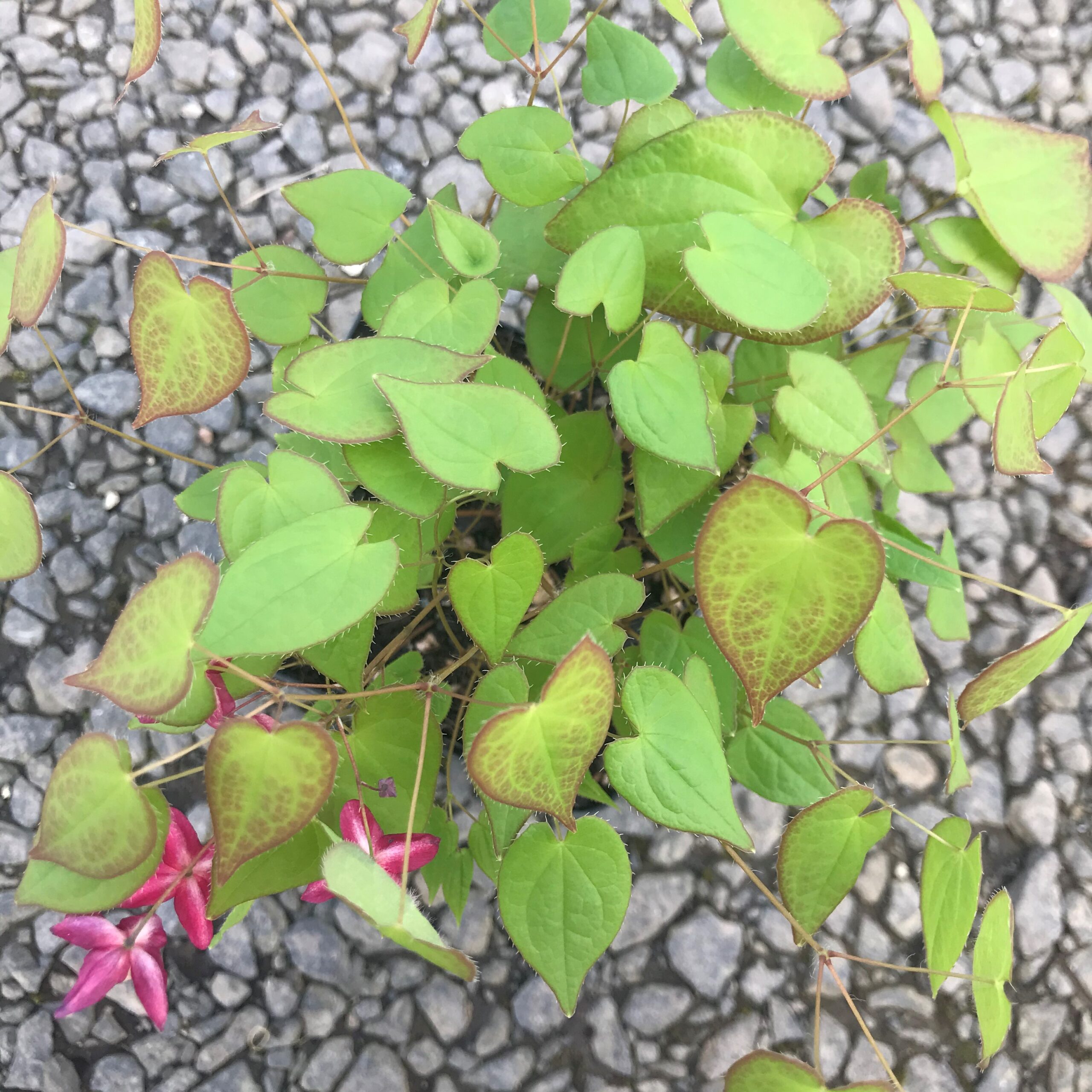 Epimedium x rubrum - Barrenwort (4.5" Pot) - Image 5