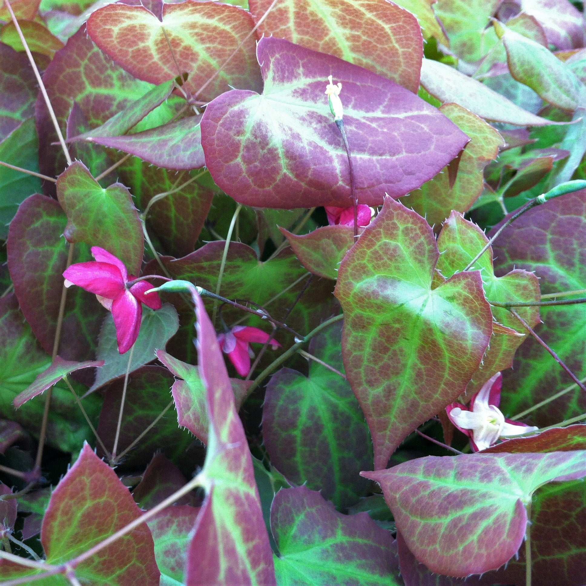 Epimedium x rubrum - Barrenwort (4.5" Pot) - Image 7