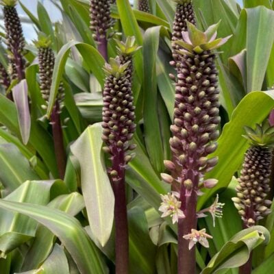 Eucomis 'Safari Adventure' bloom JUNE23
