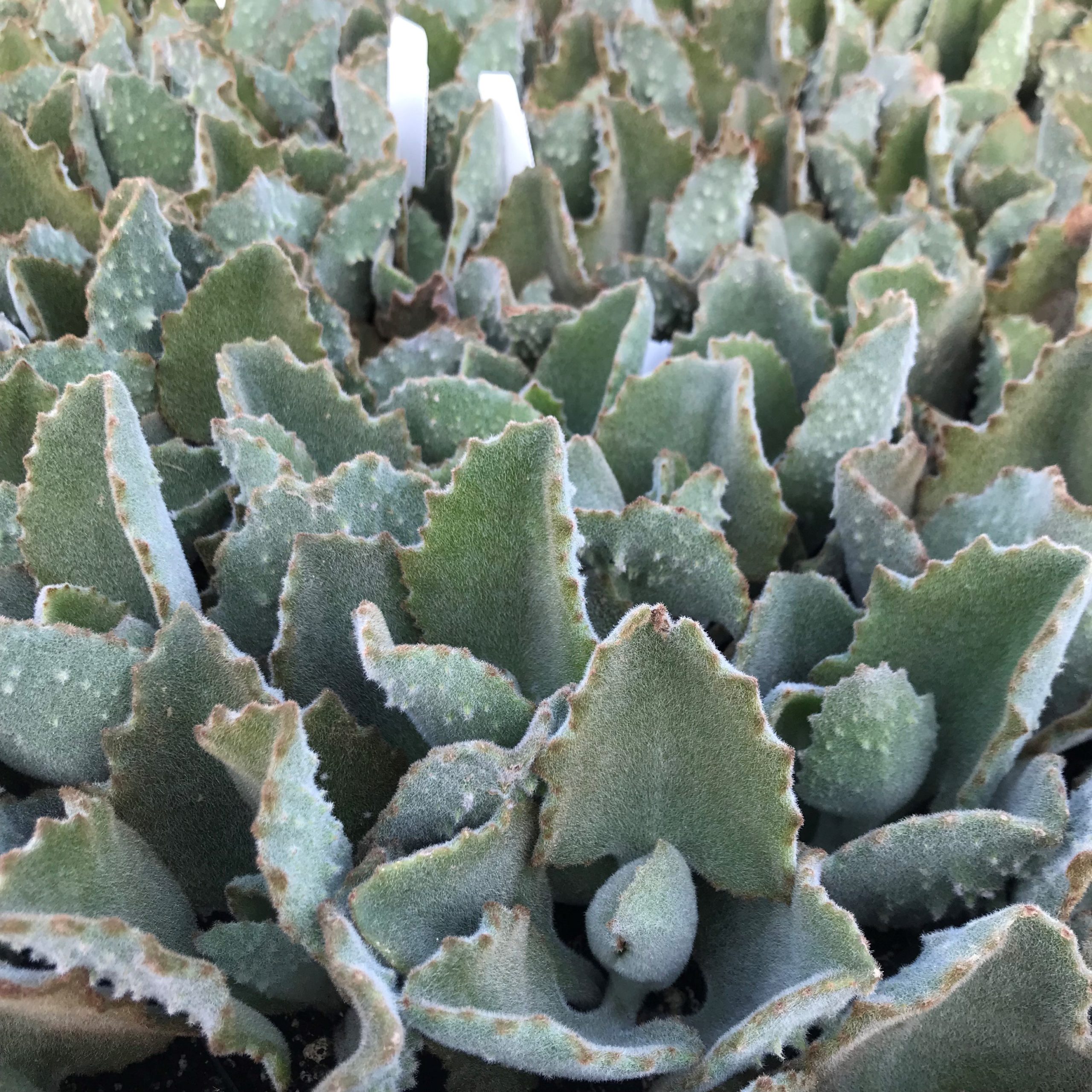 Kalanchoe beharensis 'Fang' - Felt Plant (2" Pot) - Image 5