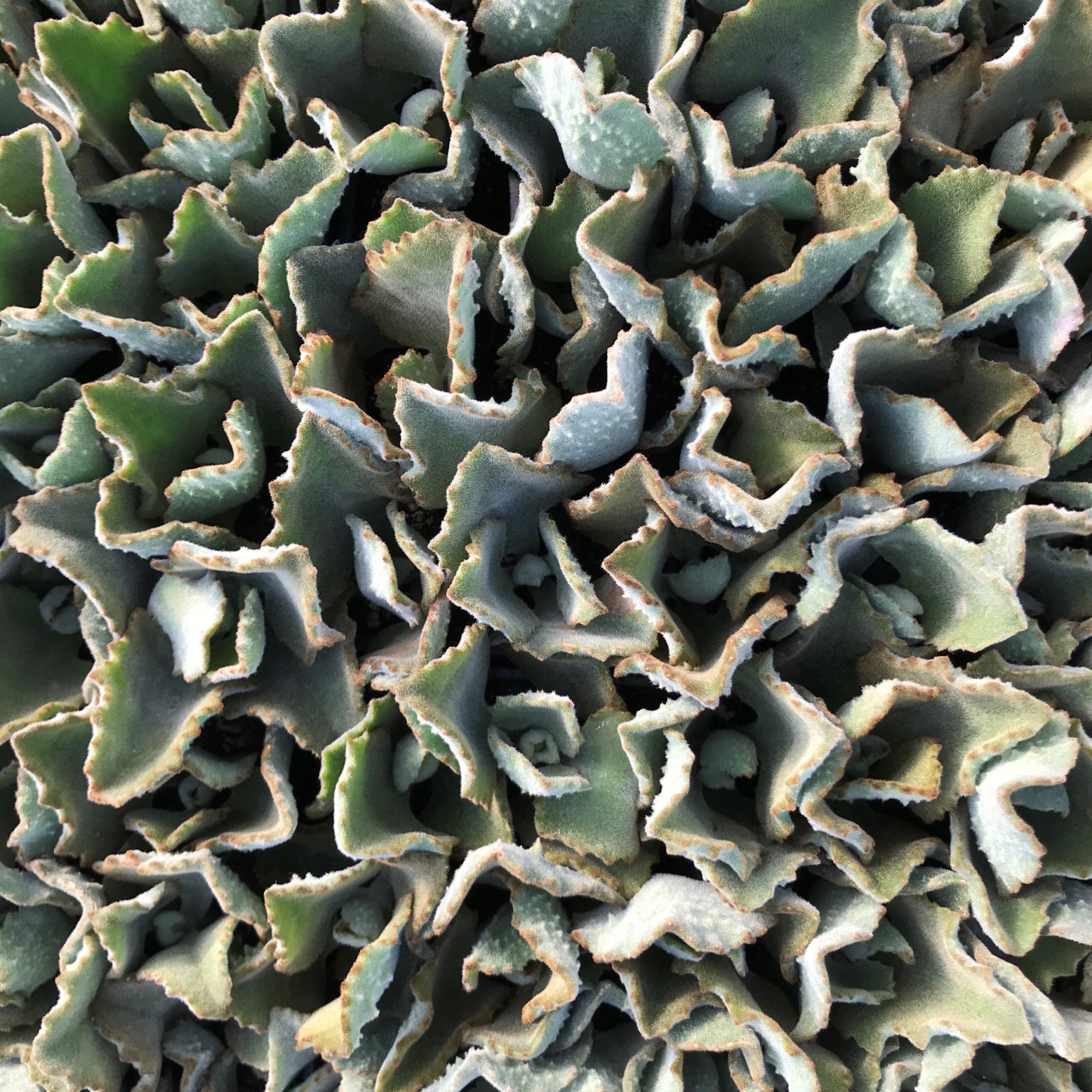 Kalanchoe beharensis 'Fang' - Felt Plant (2" Pot) - Image 6
