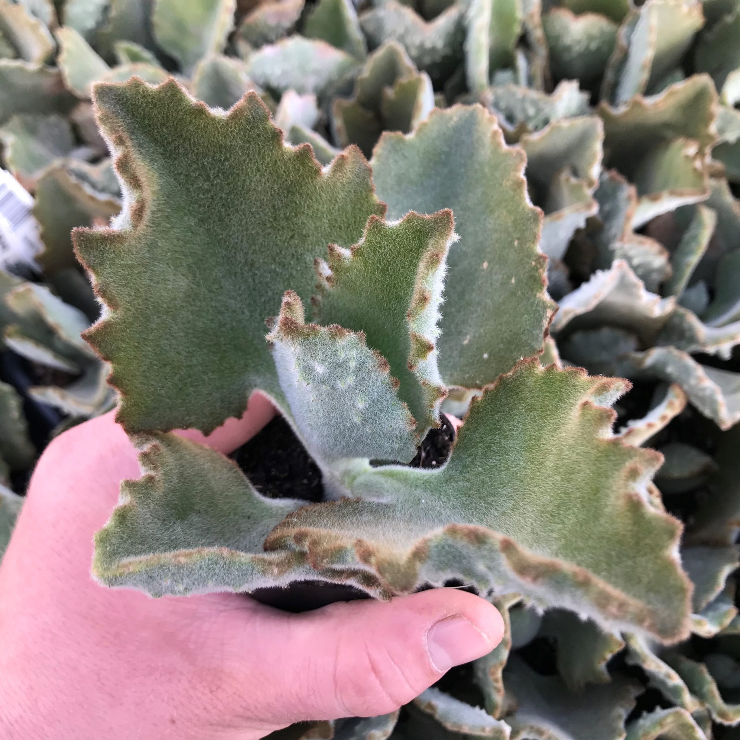 Kalanchoe beharensis 'Fang' - Felt Plant (2" Pot)