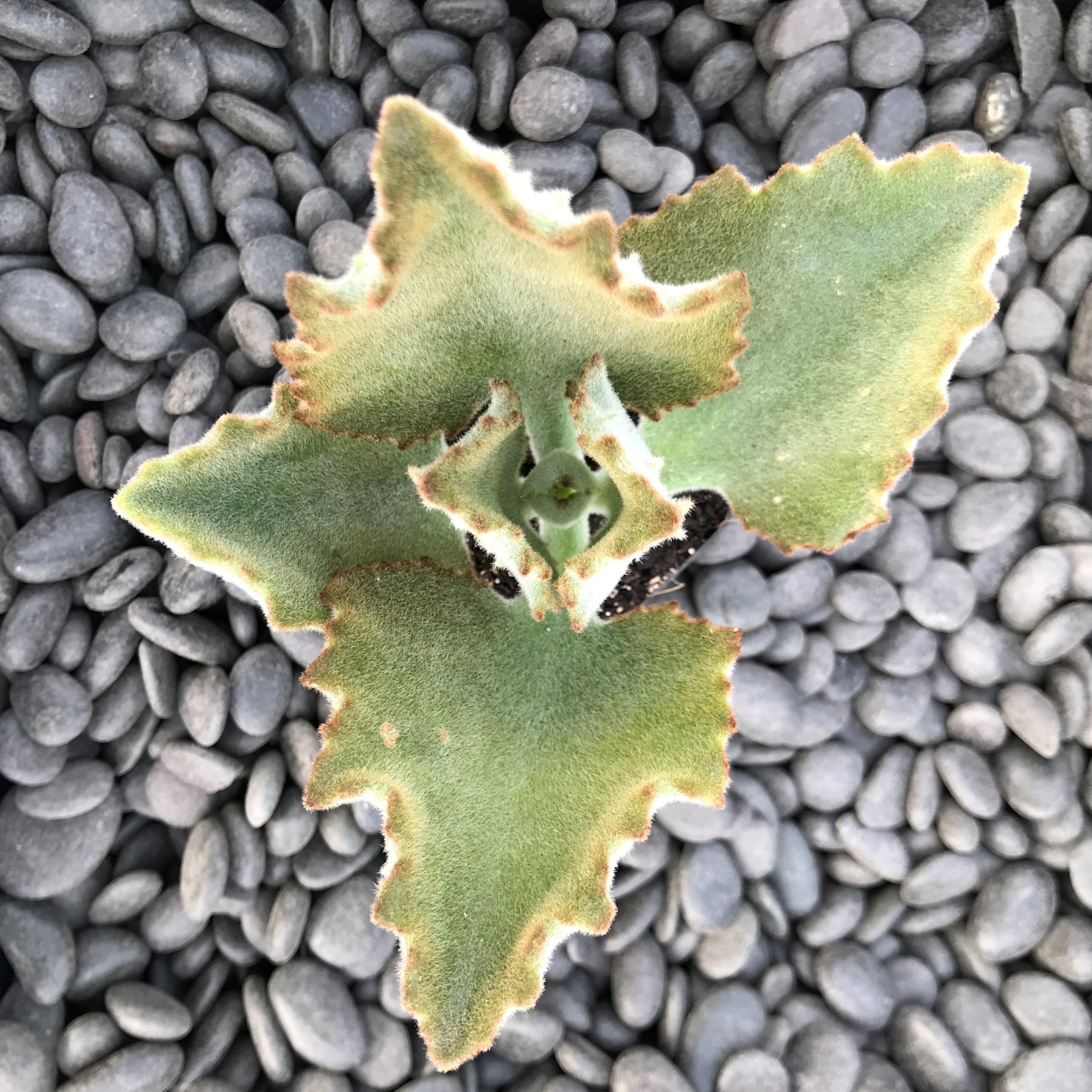 Kalanchoe beharensis 'Fang' - Felt Plant (2" Pot) - Image 3