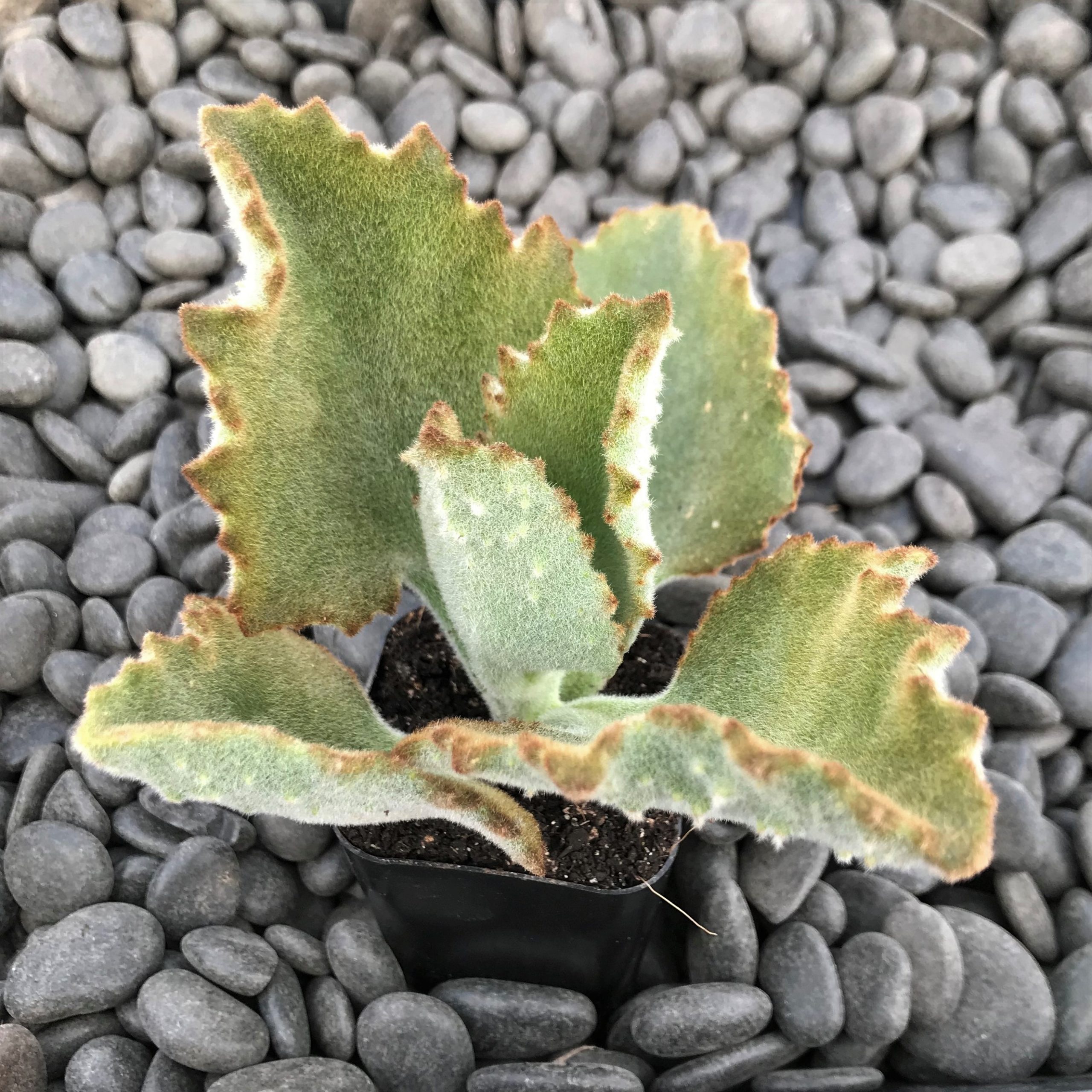 Kalanchoe beharensis 'Fang' - Felt Plant (2" Pot) - Image 2