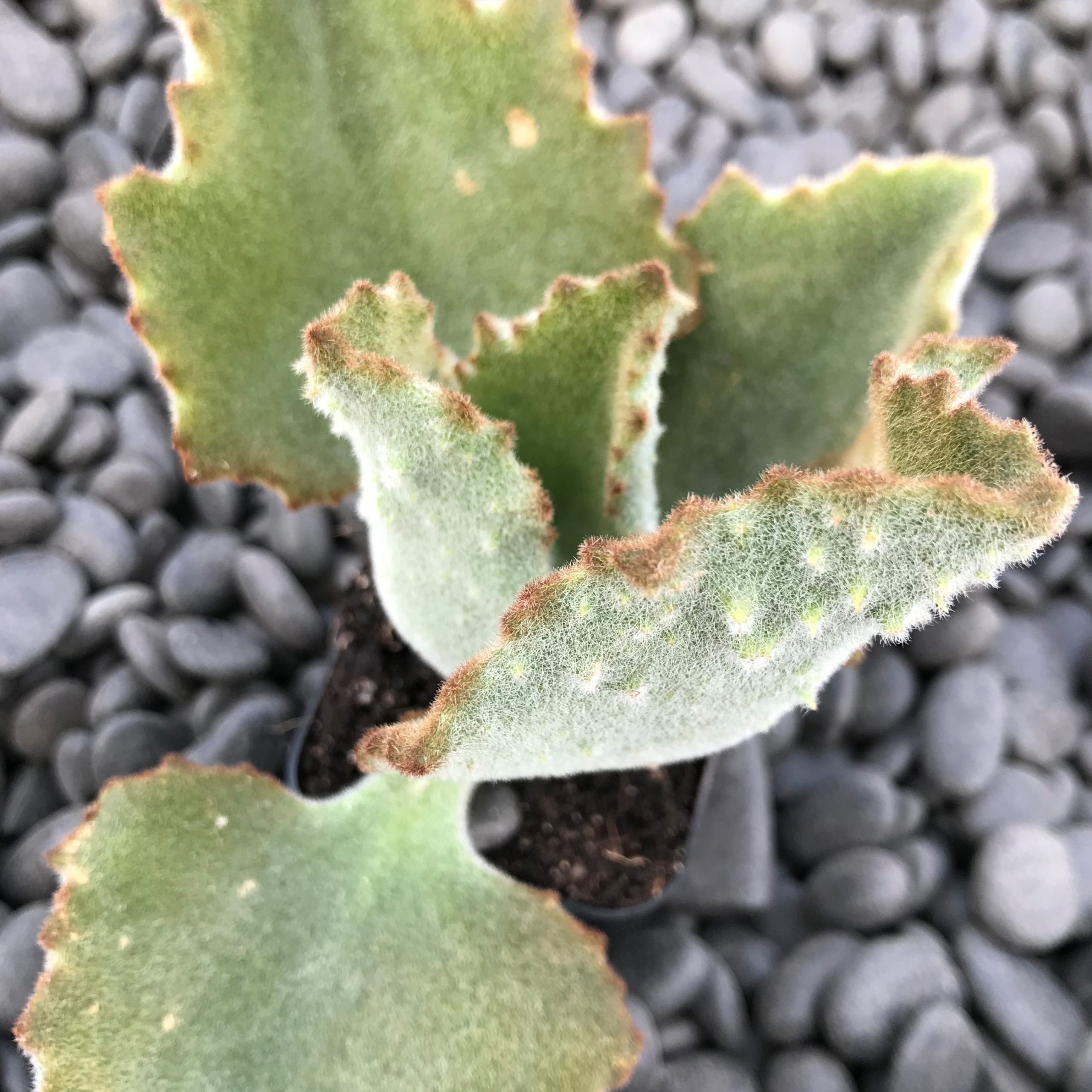 Kalanchoe beharensis 'Fang' - Felt Plant (2" Pot) - Image 4