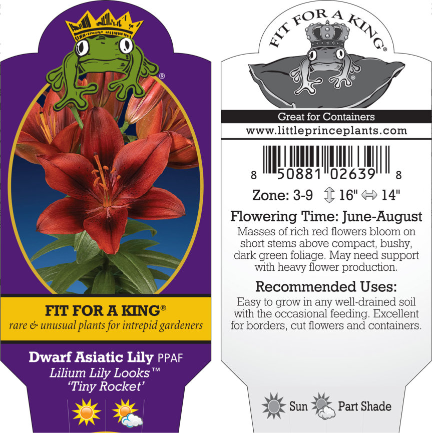 Lilium Lily Looks 'Tiny Rocket' - Dwarf Asiatic Lily PPAF (4.5" Pot) |  Little Prince of Oregon Nursery