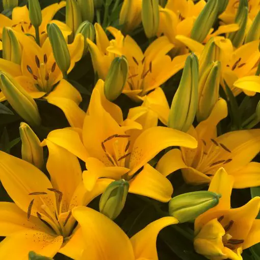 Lilium Lily Looks™ 'Tiny Bee'- Dwarf Asiatic Lily USPP #16,255