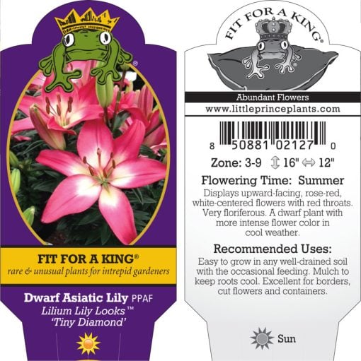Lilium Lily Looks™ 'Tiny Diamond' - Dwarf Asiatic Lily PPAF (4.5