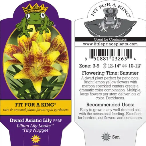 Lilium Lily Looks™ 'Tiny Nugget' - Dwarf Asiatic Lily PPAF (4.5