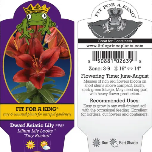 ✨lily✨ページ Lilium Lily Looks™ 'Tiny Rocket' - Dwarf Asiatic Lily PPAF (4.5