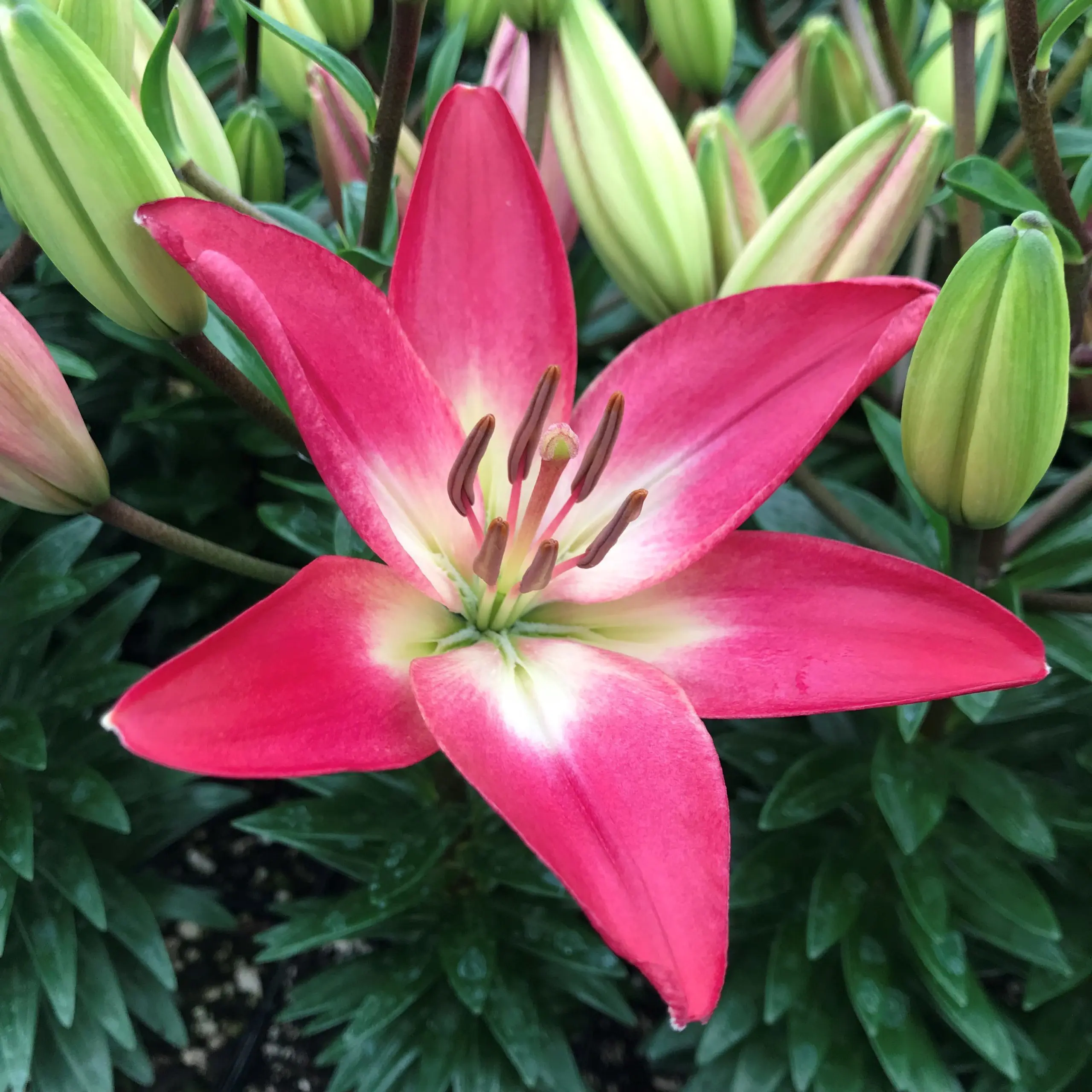 Lilium Lily Looks™ 'Tiny Diamond' - Dwarf Asiatic Lily PPAF (4.5