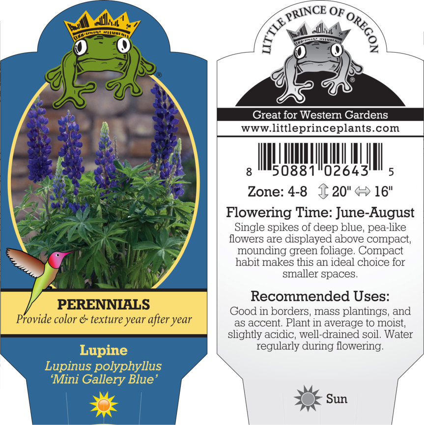 Lupinus polyphyllus 'Mini Gallery Blue' - Lupine (4" Pot)