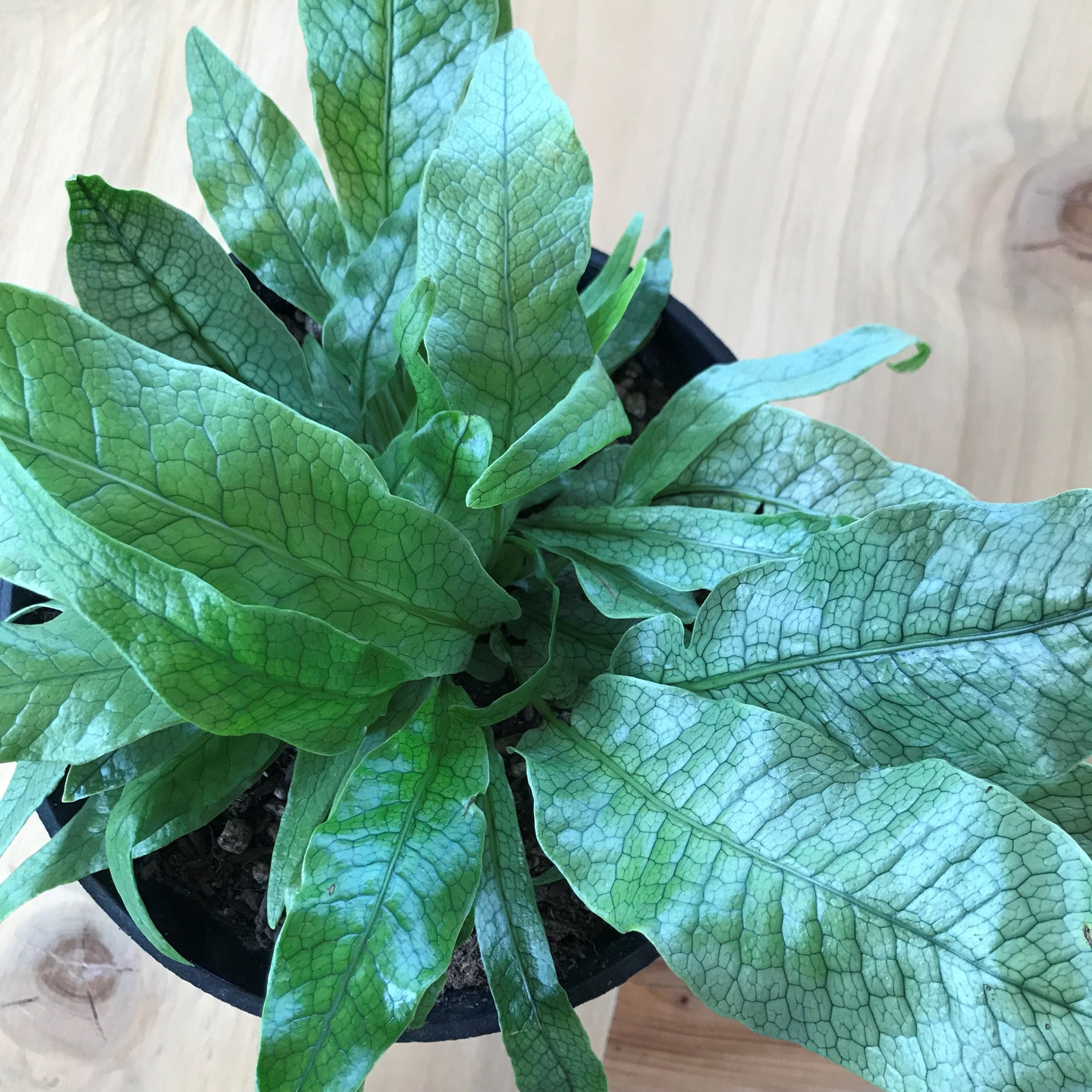 Microsorum musifolium 'Crocodyllus' - Crocodile Fern (4.5" Pot) - Image 5