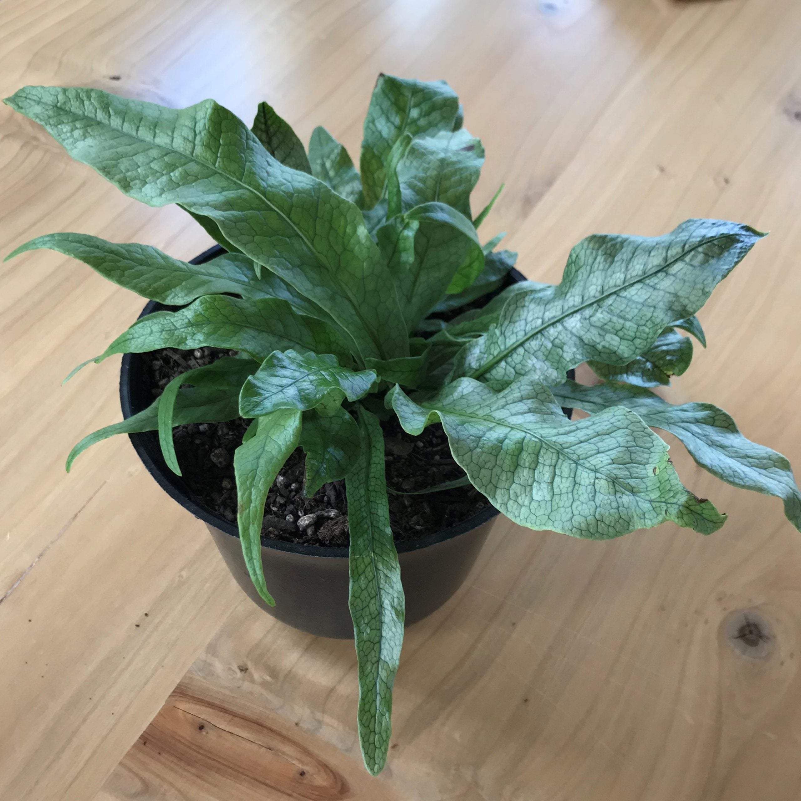 Microsorum musifolium 'Crocodyllus' - Crocodile Fern (4.5" Pot) - Image 4