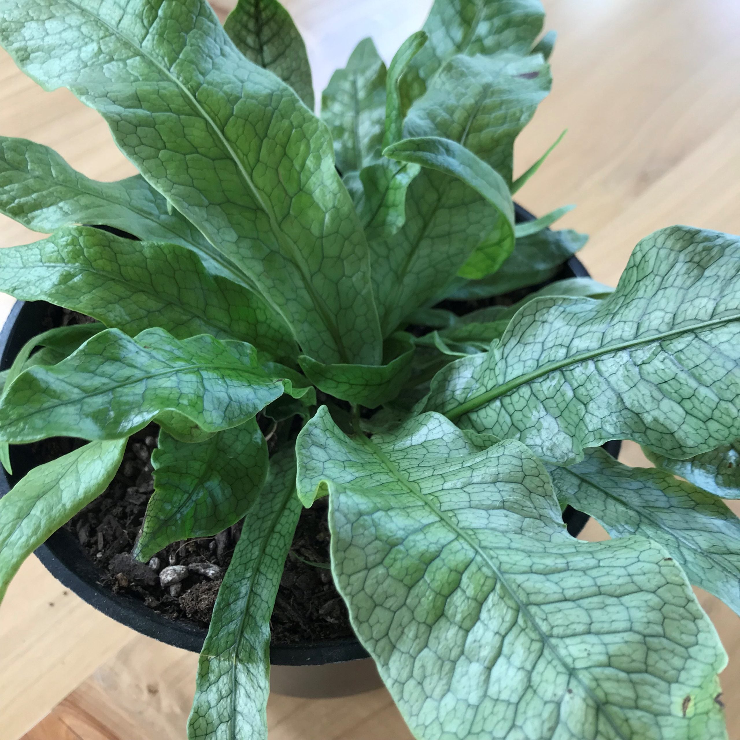 Microsorum musifolium 'Crocodyllus' - Crocodile Fern (4.5" Pot) | Little  Prince of Oregon Nursery