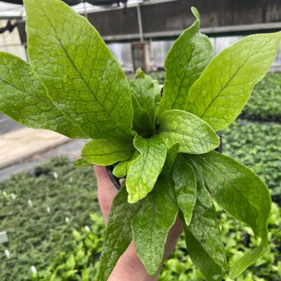 Microsorum musifolium 'Crocodyllus' - Crocodile Fern (4.5" Pot)