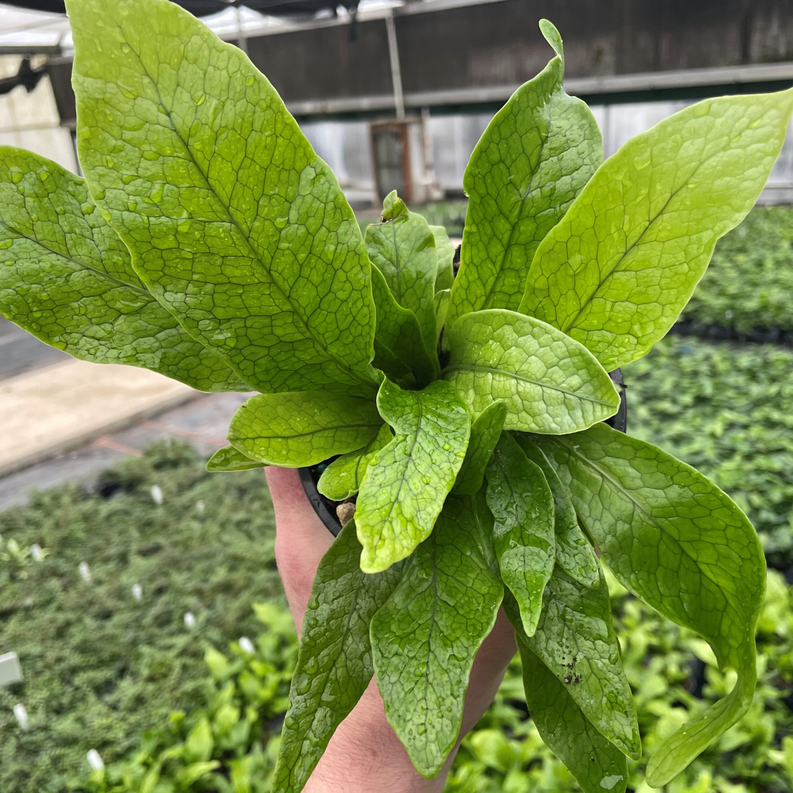 Microsorum musifolium 'Crocodyllus' - Crocodile Fern (4.5" Pot) | Little  Prince of Oregon Nursery