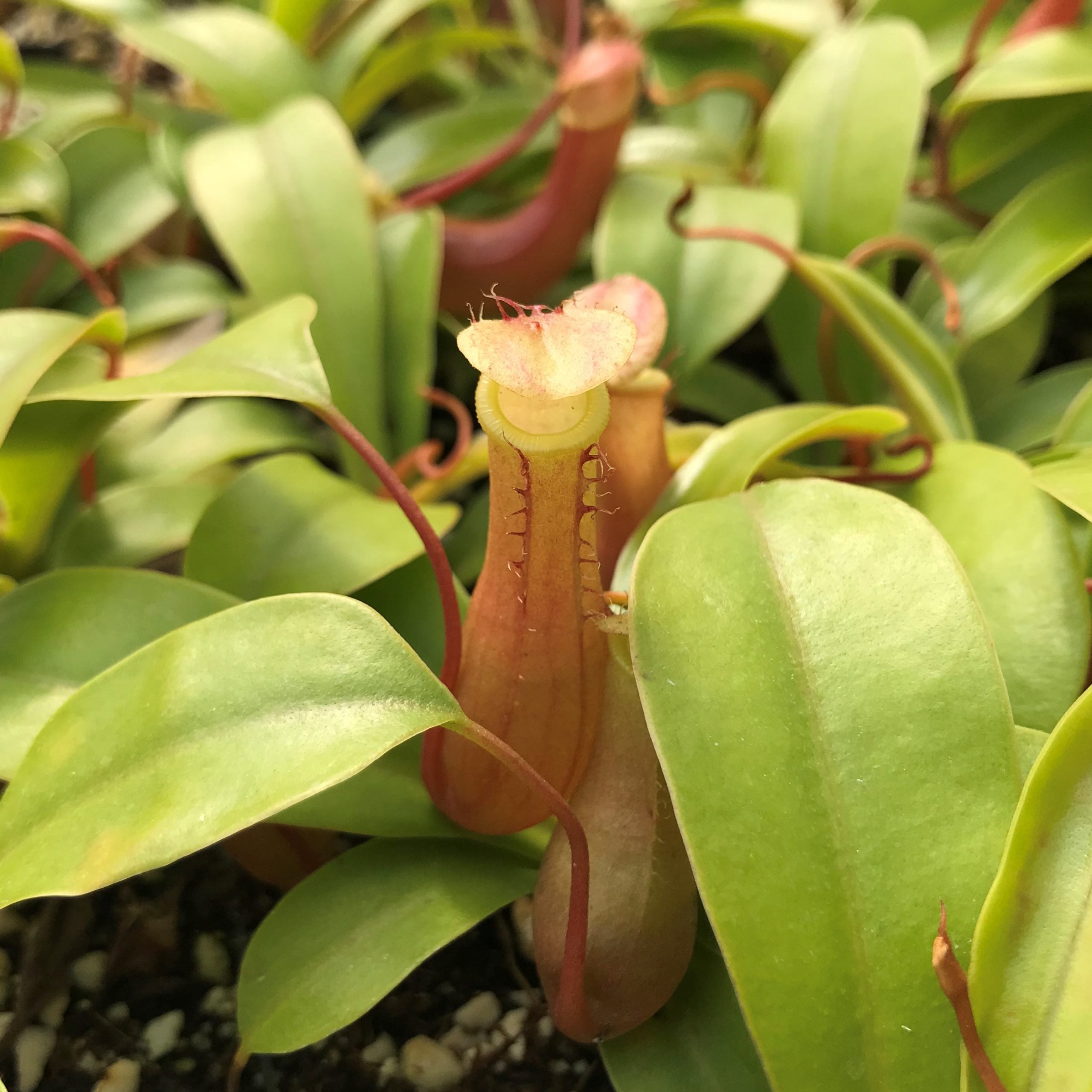 Nepenthes alata - Pitcher Plant (2" Pot) - Image 2